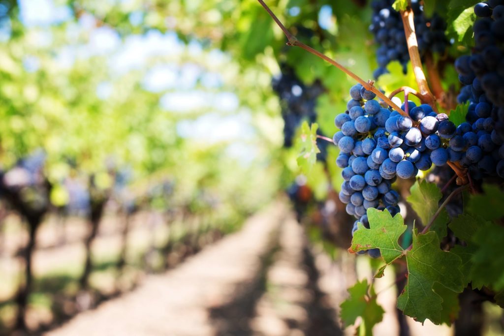 Beautiful vineyards and red grapes in Cyprus - which you can discover more of in my Cyprus Travel Blog