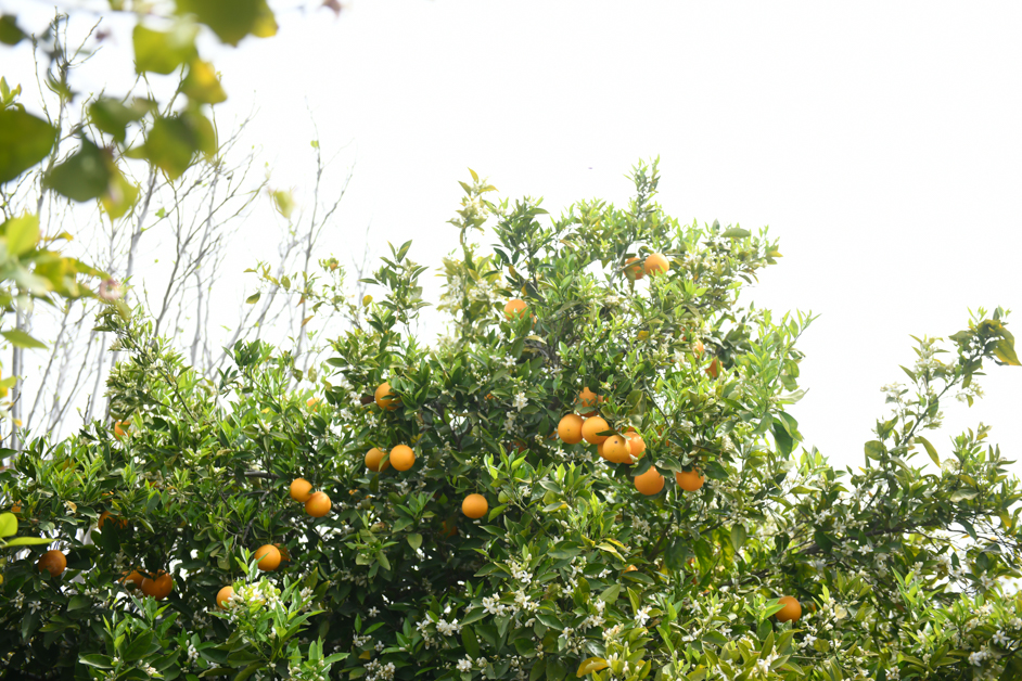 orange trees in Lympia