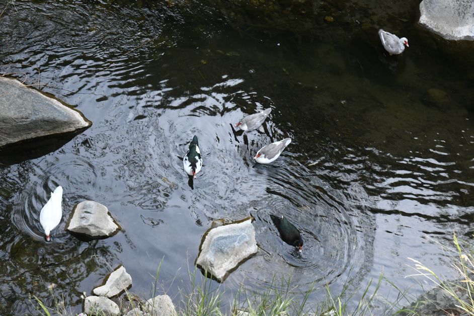ducks in Kakopetria