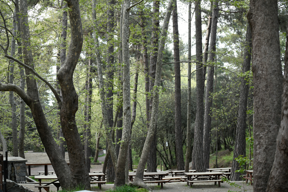 forest in platania picnic site in Kakopetria