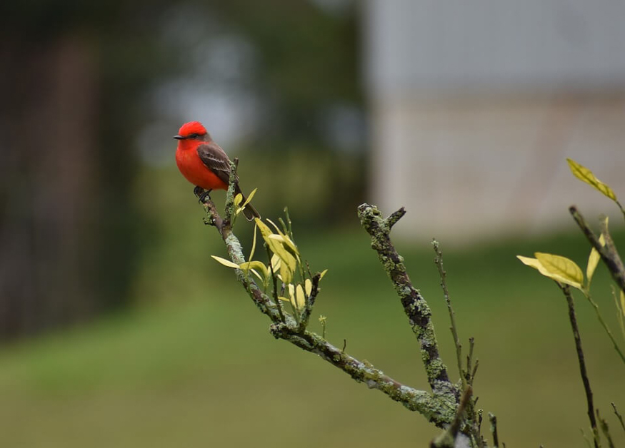 Belize fun facts - it is full of rare and colorful birds!