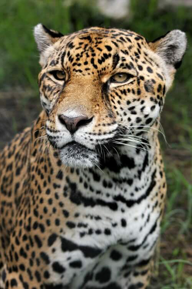 a jaguar in Belize - Belize fun facts 