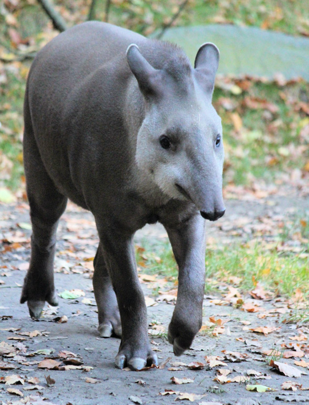 tapir is the national animal of Belize - Belize fun facts 