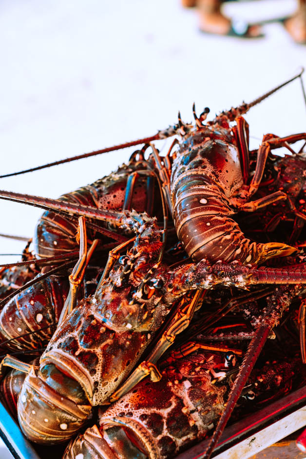 huge tray of fresh lobster that belize is full of - Belize fun facts 