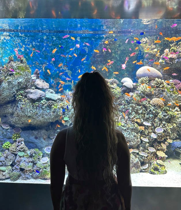 me observing tropical fish at SEA aquarium - one of the best Things To Do At Sentosa