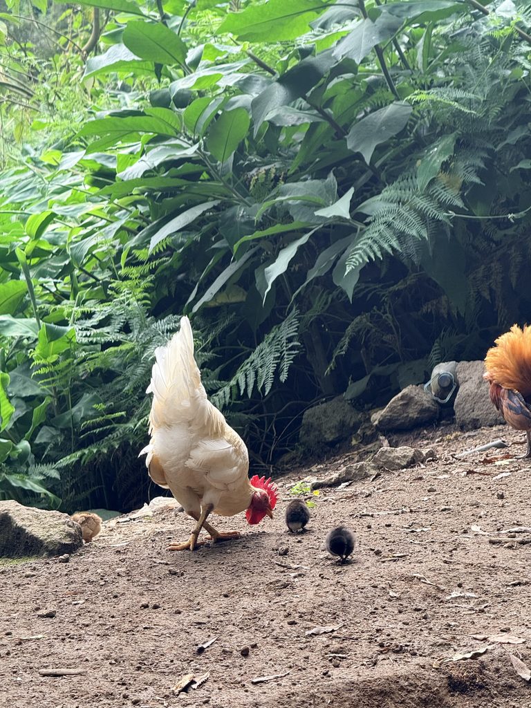 Wild chickens along the forest trail to Salto do Prego in São Miguel, Azores