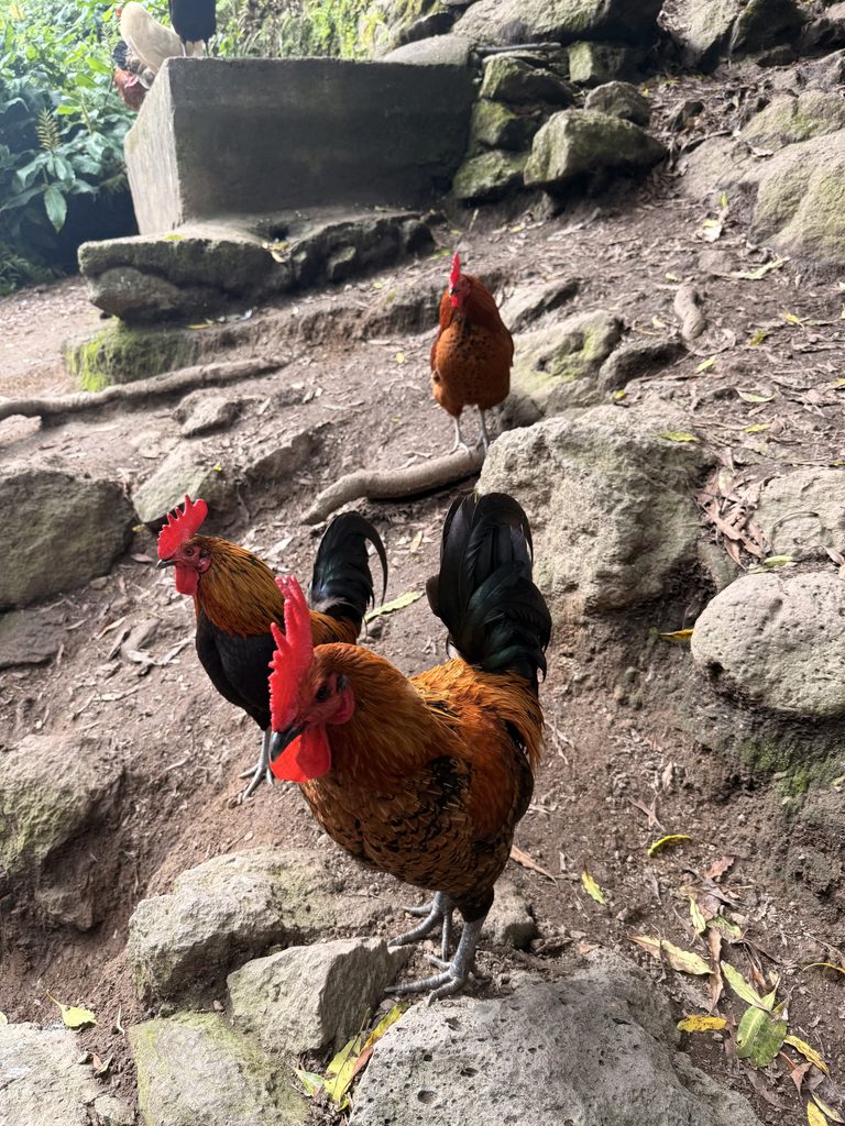 Roosters along the Salto do Prego trail in Faial da Terra, São Miguel