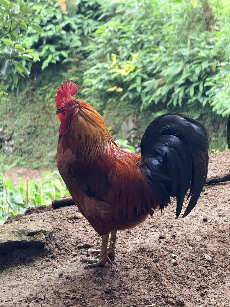 Rooster along the Salto do Prego hiking trail in Faial da Terra, São Miguel, Azores