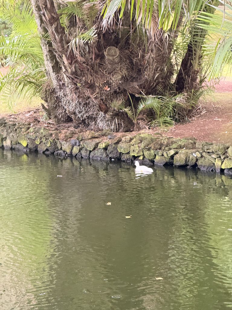 Duck pond in the botanical gardens of Ponta Delgada, São Miguel, Azores
