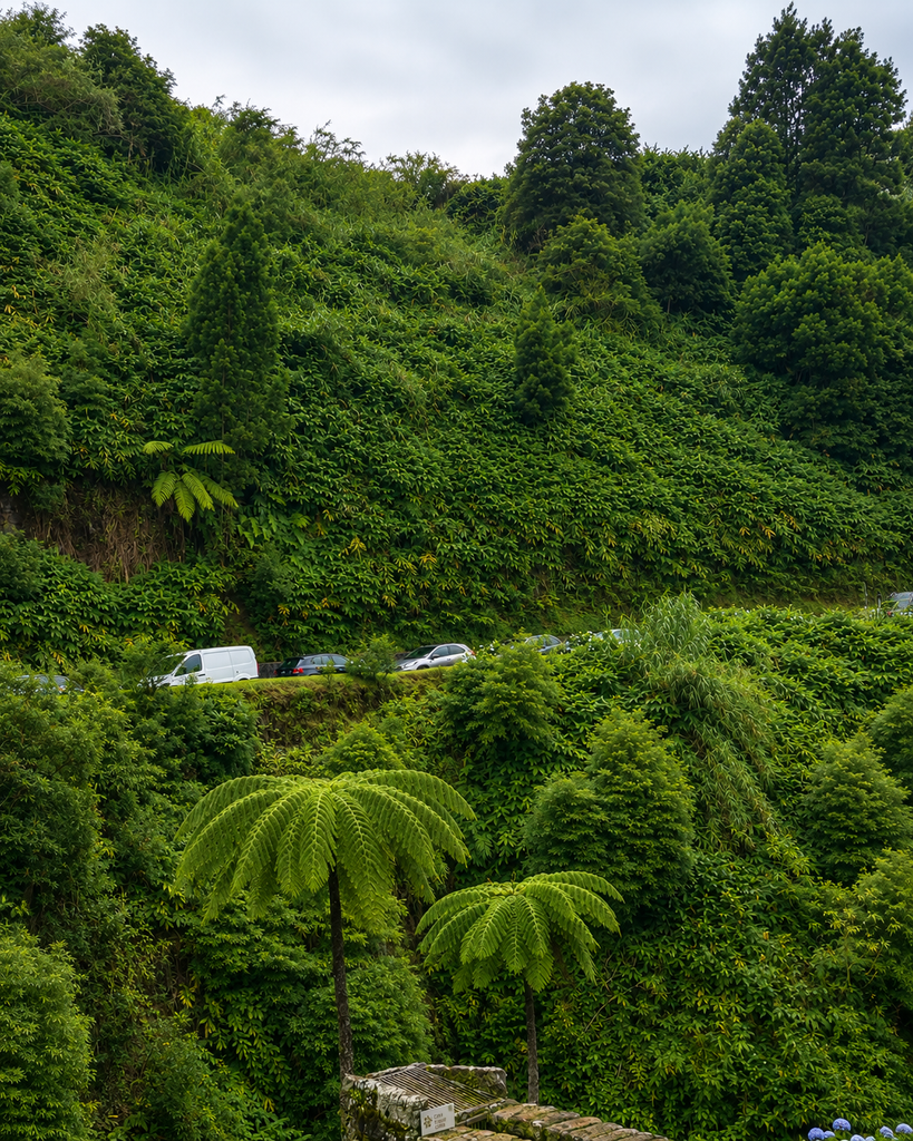 Lush green forest and giant tree ferns at Caldeira Velha in São Miguel, Azores