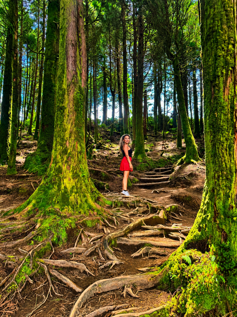 Forest trail leading towards Lagoa do Canário in São Miguel, Azores