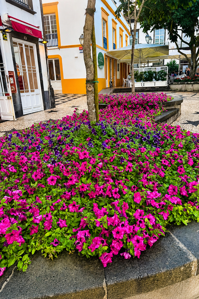 Colourful flowers and traditional streets in Ponta Delgada, São Miguel, Azores
