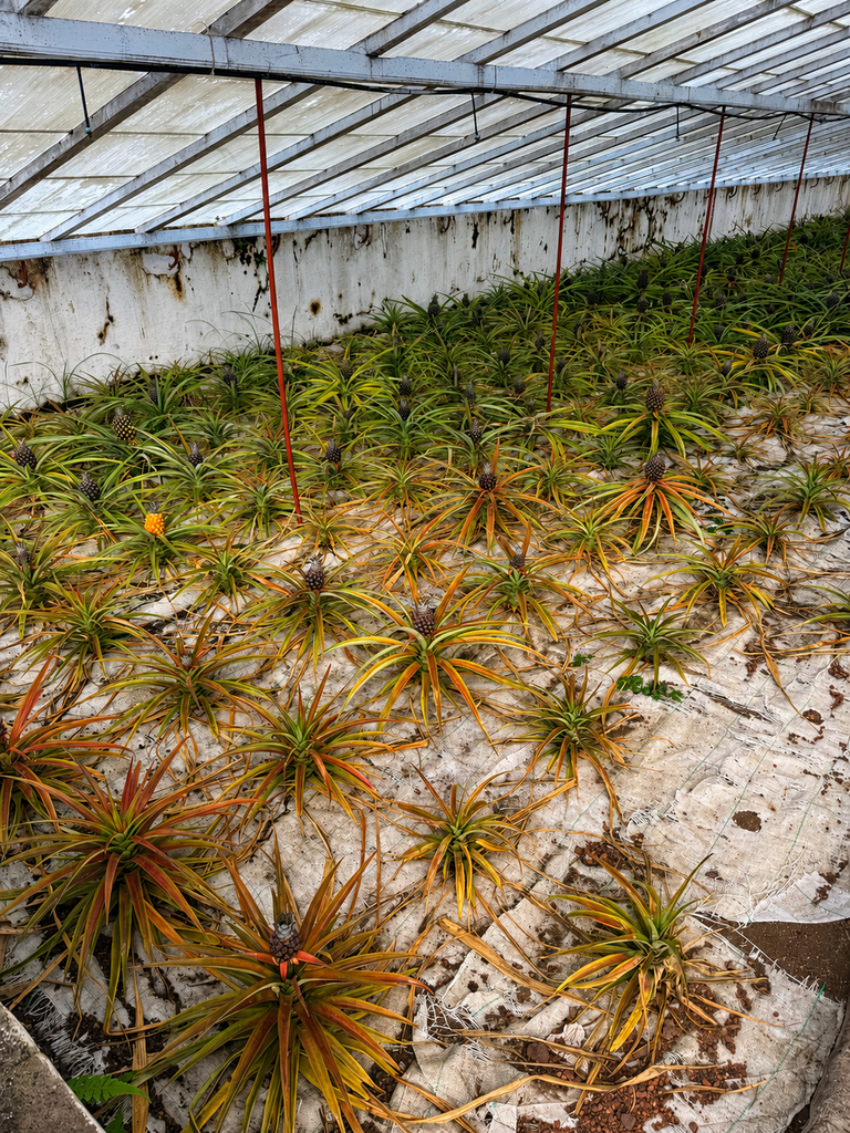 Pineapple plants growing inside a greenhouse in Ponta Delgada, São Miguel