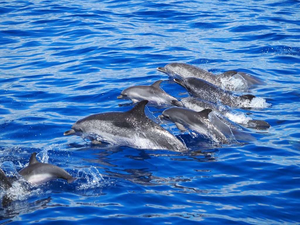 Pod of dolphins swimming in the Atlantic Ocean off São Miguel, Azores
