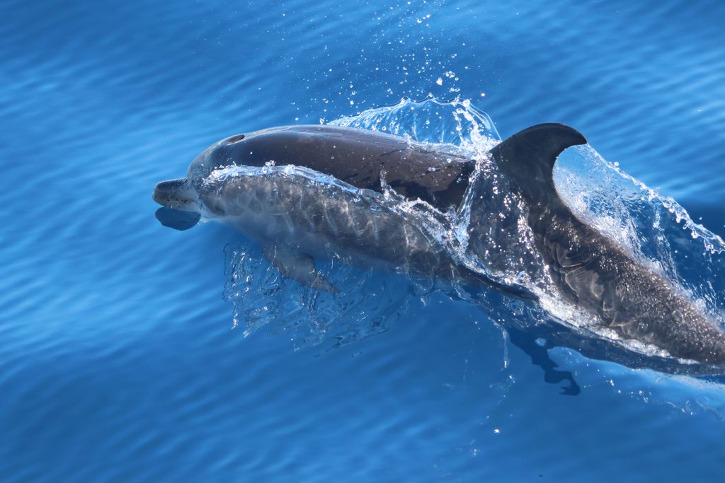 Close-up of a dolphin surfacing during a wildlife tour in São Miguel, Azores