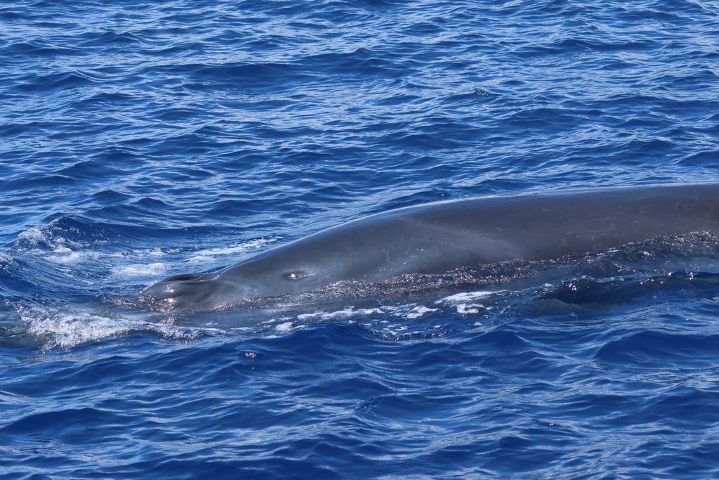 Whale surfacing during a marine wildlife tour off São Miguel, Azores