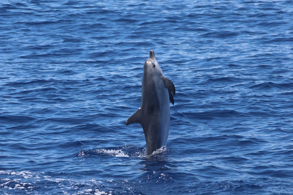 Dolphin leaping from the Atlantic Ocean during a wildlife tour off São Miguel, Azores