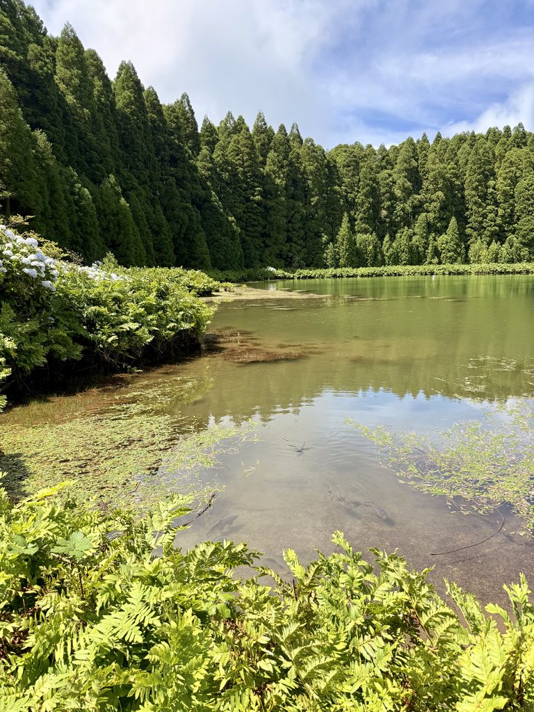 Lagoa das Empadadas surrounded by forest in São Miguel, Azores