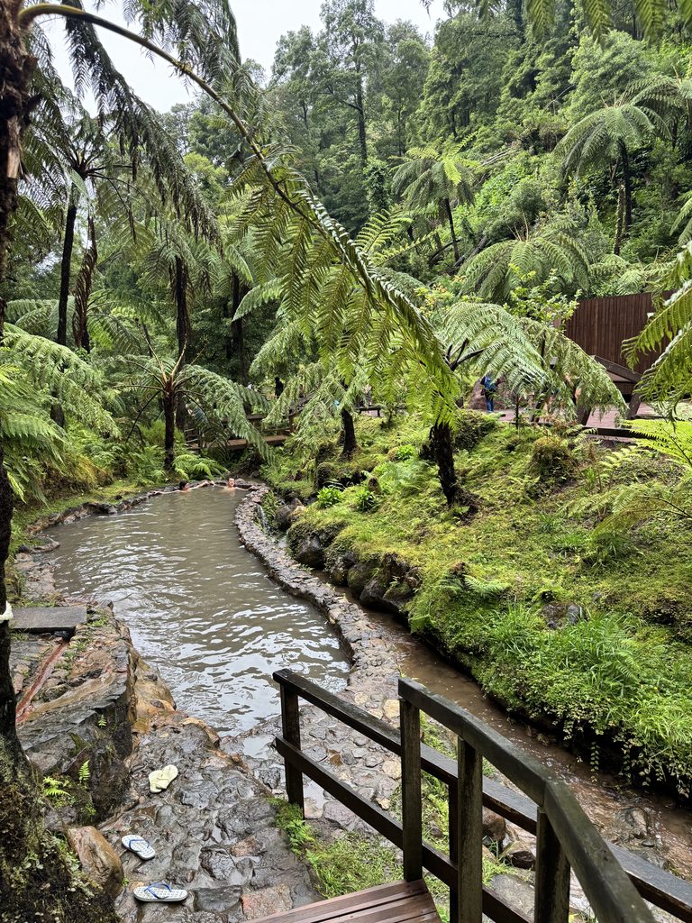 Natural thermal pool and giant tree ferns at Caldeira Velha, São Miguel, Azores