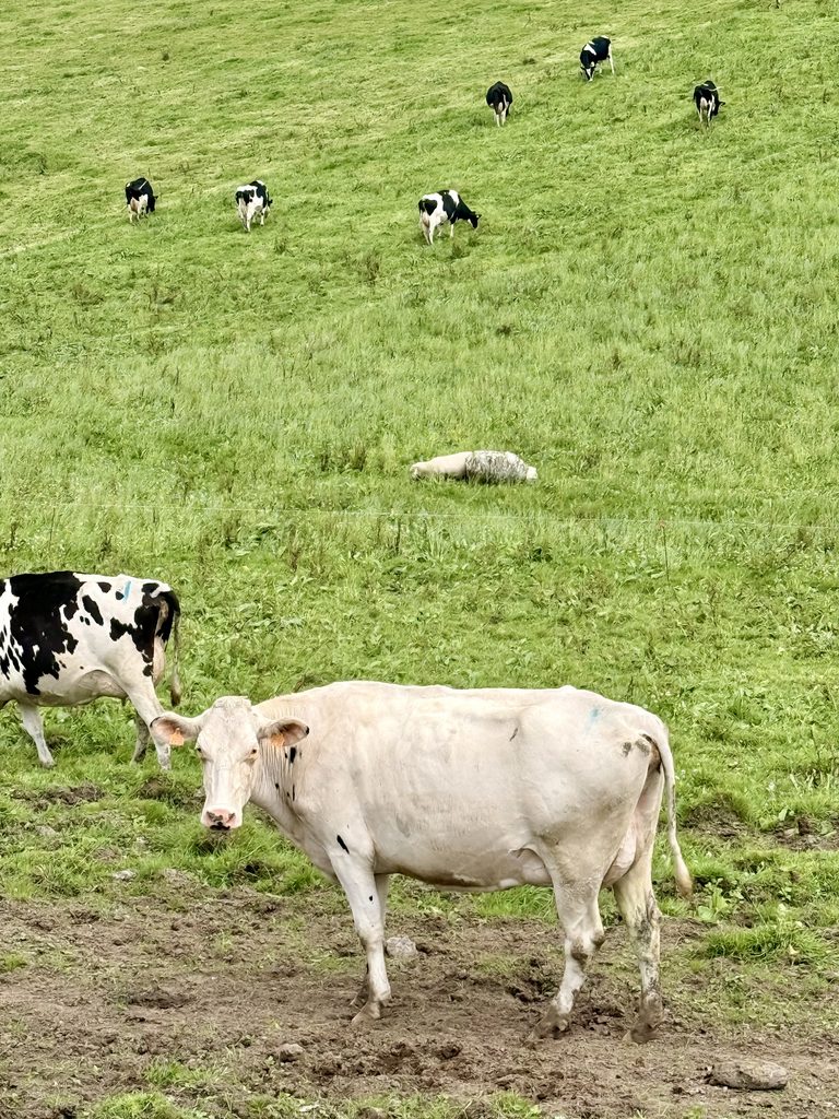 Cows grazing in the green countryside of São Miguel, Azores