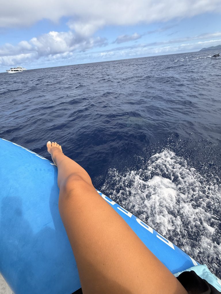 Speedboat wildlife tour on the Atlantic Ocean off São Miguel, Azores