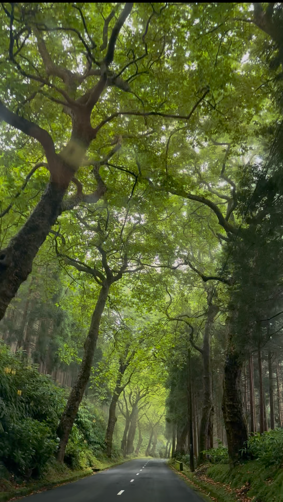Scenic forest road through São Miguel, Azores